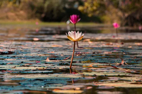 Water Lily Pond 4K Wallpaper · flowers · 3840×2560