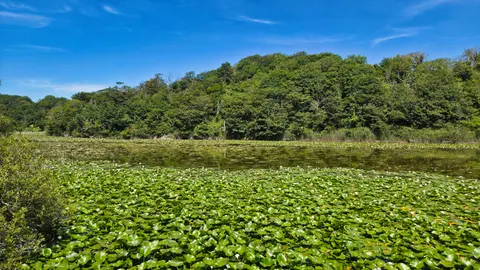 Water Lily Pond 4K Wallpaper · flowers · 3840×2161