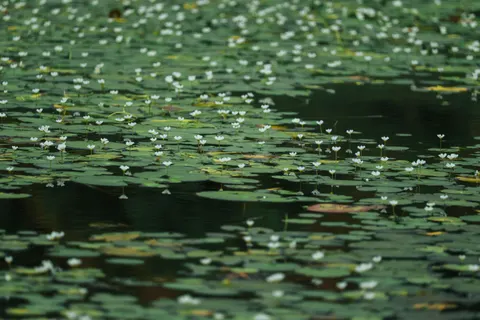 Обои Пруд с кувшинками 4K · flowers · 3840×2560