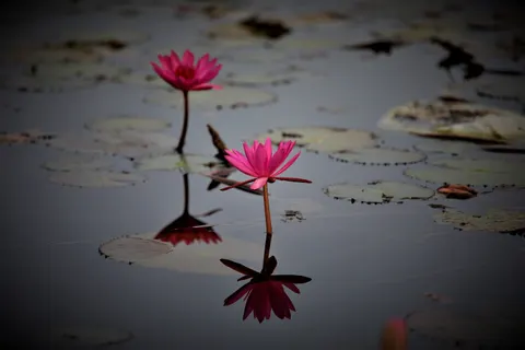 Tapeta Staw z Liliami Wodnymi 4K · flowers · 3840×2560