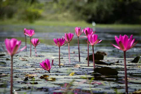 Fond d'écran Bassin de nénuphars 4K · flowers · 3840×2560