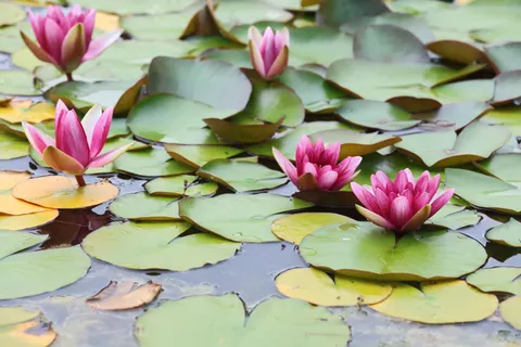 Fond d'écran Bassin de nénuphars 4K · flowers · 3840×2560