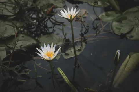 Tapeta Staw z Liliami Wodnymi 4K · flowers · 3840×2560