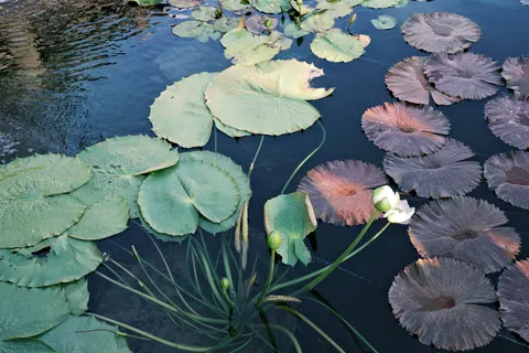 Fond d'écran Bassin de nénuphars 4K · flowers · 3840×2560