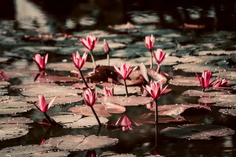 Обои Пруд с кувшинками 4K · flowers · 3840×2560