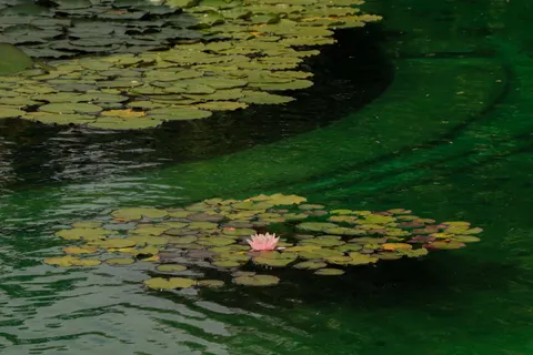 Обои Пруд с кувшинками 4K · flowers · 3840×2560