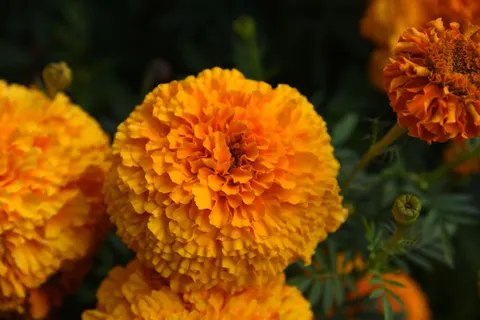 꽃 접사 4K 배경화면 · flowers · 3840×2563