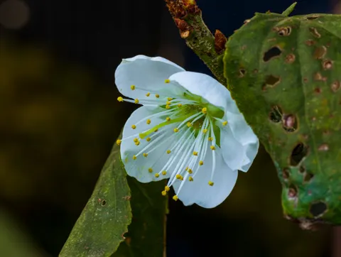 Blumen-Makro 4K Hintergrundbild · flowers · 3840×2892