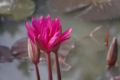 Обои Пруд с кувшинками 4K · flowers · 3840×2560