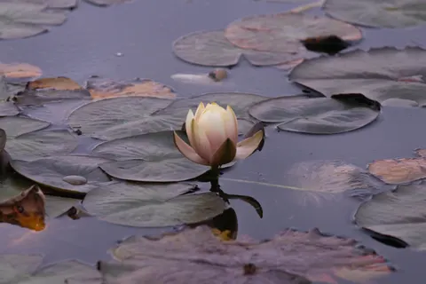 Water Lily Pond 4K Wallpaper · flowers · 3840×2560
