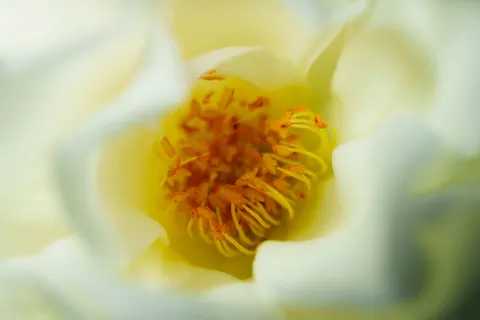 花卉微距 4K壁纸 · flowers · 3840×2560