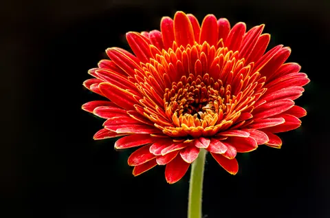 Fondo de pantalla Macro de flor 4K · flowers · 3840×2535