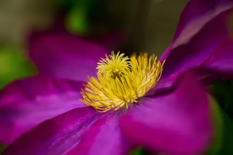 Flower Macro 4K Wallpaper · flowers · 3840×2563
