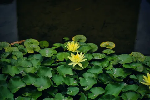 Water Lily Pond 4K Wallpaper · flowers · 3840×2560