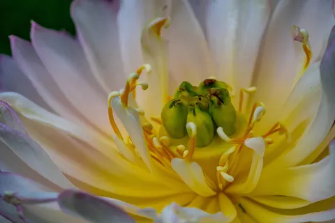 Flower Macro 4K Wallpaper · flowers · 3840×2560