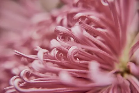 Обои Макро цветка 4K · flowers · 3840×2560