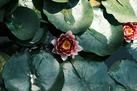 Tapeta Staw z Liliami Wodnymi 4K · flowers · 3840×2560