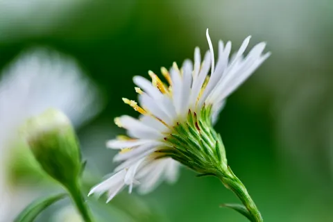花卉微距 4K壁纸 · flowers · 3840×2560
