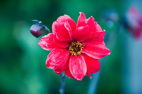 Blumen-Makro 4K Hintergrundbild · flowers · 3840×2560