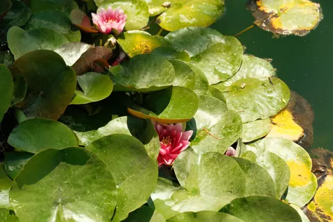 Water Lily Pond 4K Wallpaper · flowers · 3840×2560