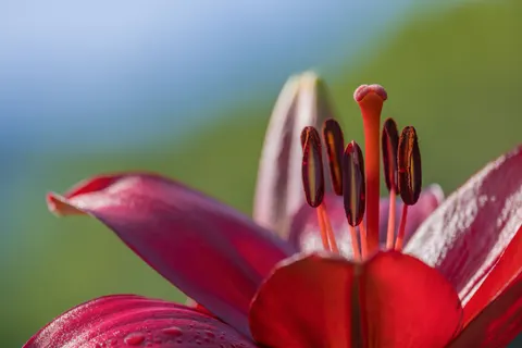 花卉微距 4K壁纸 · flowers · 3840×2560