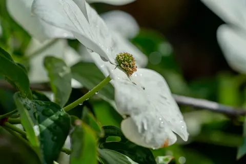 Flower Macro 4K Wallpaper · flowers · 3840×2561