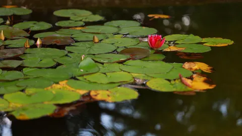 Fond d'écran Bassin de nénuphars 4K · flowers · 3840×2158