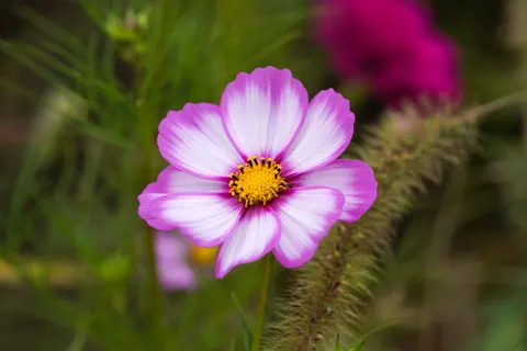 Fondo de pantalla Macro de flor 4K · flowers · 3840×2560
