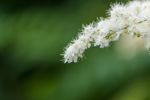꽃 접사 4K 배경화면 · flowers · 3840×2561