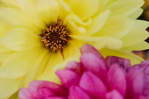 꽃 접사 4K 배경화면 · flowers · 3840×2560