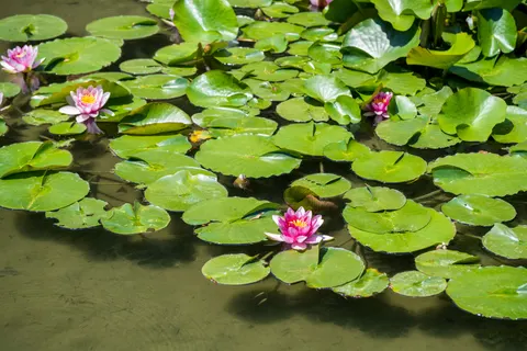 Water Lily Pond 4K Wallpaper · flowers · 3840×2560