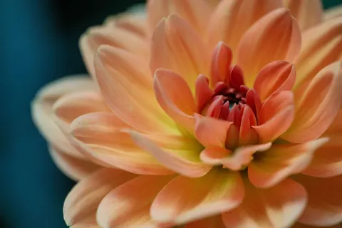 花卉微距 4K壁纸 · flowers · 3840×2560