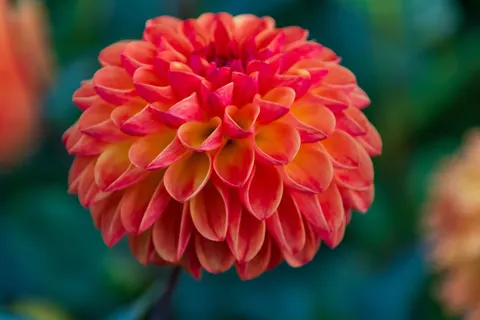 花卉微距 4K壁纸 · flowers · 3840×2560