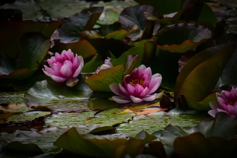 Fond d'écran Bassin de nénuphars 4K · flowers · 3840×2560