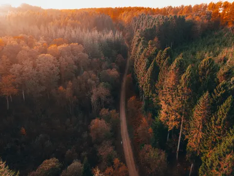 Sfondo Foresta Autunnale 4K · nature · 3840×2880