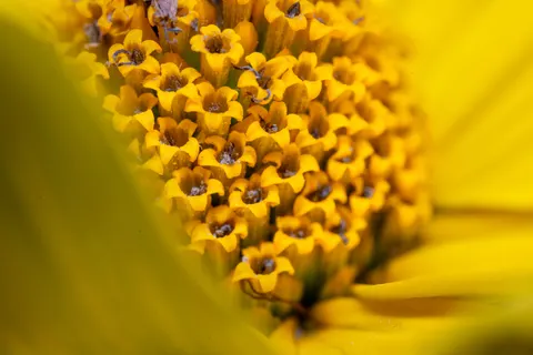Blumen-Makro 4K Hintergrundbild · flowers · 3840×2560
