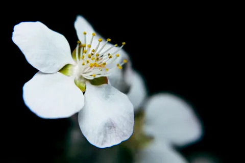 花卉微距 4K壁纸 · flowers · 3840×2560