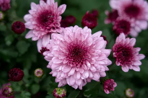 花卉微距 4K壁纸 · flowers · 3840×2560