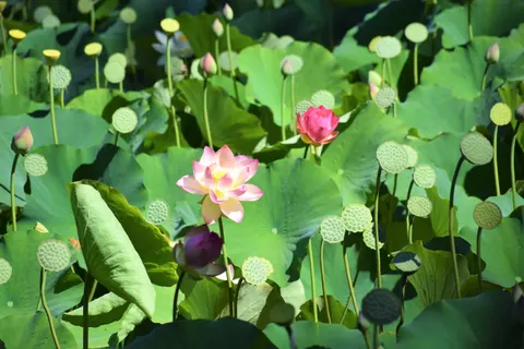 Fond d'écran Bassin de lotus 4K · flowers · 3840×2560