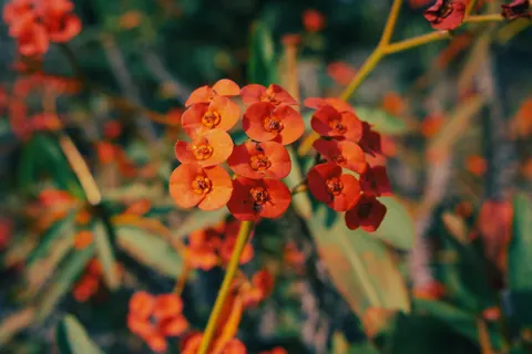 花卉微距 4K壁纸 · flowers · 3840×2560