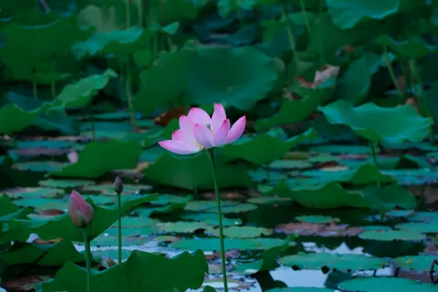 Обои Пруд с лотосами 4K · flowers · 3840×2560