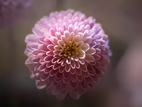Flower Macro 4K Wallpaper · flowers · 3840×2880