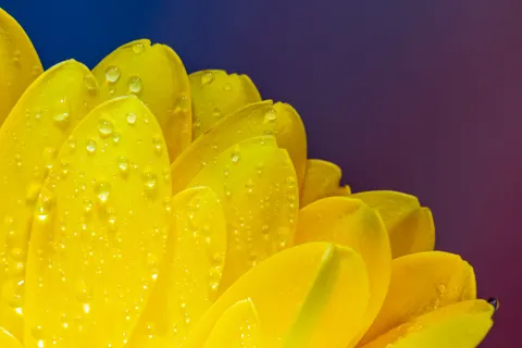 花卉微距 4K壁纸 · flowers · 3840×2560