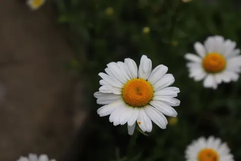 Обои Макро цветка 4K · flowers · 3840×2560