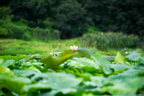 Lotus Pond 4K Wallpaper · flowers · 3840×2563