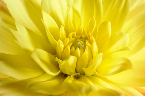 خلفية ماكرو الزهور بدقة 4K · flowers · 3840×2555