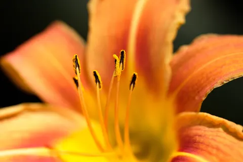 Blumen-Makro 4K Hintergrundbild · flowers · 3840×2560
