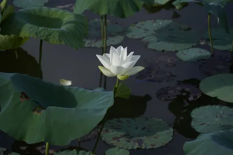 Lotus Pond 4K Wallpaper · flowers · 3840×2560