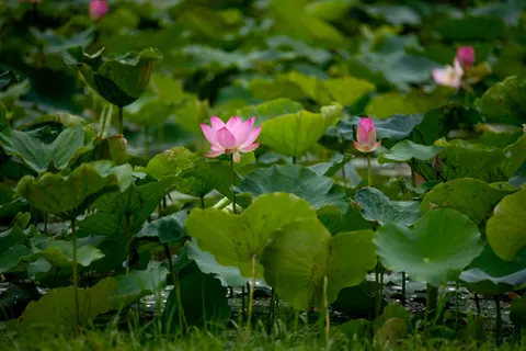 Обои Пруд с лотосами 4K · flowers · 3840×2560
