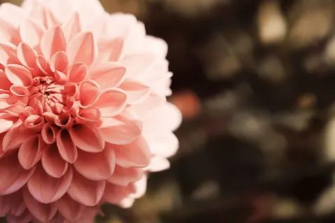 Blumen-Makro 4K Hintergrundbild · flowers · 3840×2560